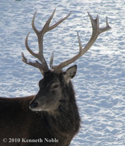 red deer (Cervus chloropus) Kenneth Noble